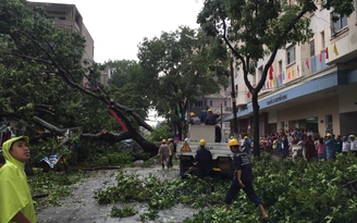 Mưa to và gió lớn quật ngã cây cổ thụ.