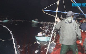 Cận cảnh mẻ cá bè vàng 160 tấn trị giá gần 6 tỉ đồng trên biển