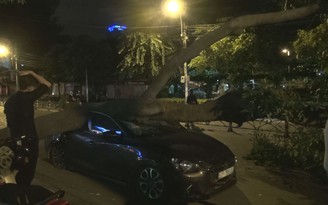 Cây xà cừ bật gốc đè ô tô ở trung tâm TP.HCM lúc nửa đêm