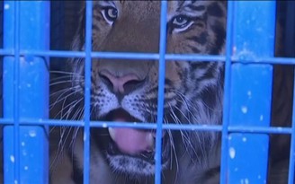 Vườn thú tại Jordan cứu động vật khỏi cuộc chiến Aleppo
