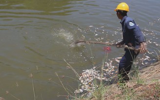 Đà Nẵng: Cá chết bất thường nổi trắng kênh Phú Lộc