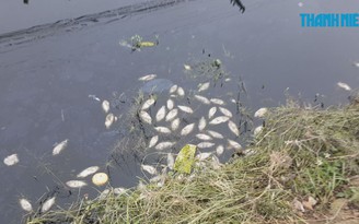 ​Cá chết nổi trên kênh Bắc Nam Hùng ở Hải Phòng