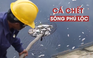 Xuất hiện cá chết la liệt trên sông Phú Lộc, Đà Nẵng