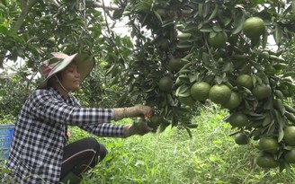 Cam, bưởi Bắc Tân Uyên tìm đường xuất ngoại