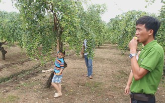 Kéo nhau đi tham quan vườn táo 22 năm tuổi sai trĩu quả
