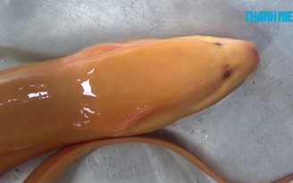 Đặt lợp bắt được lươn vàng hiếm thấy