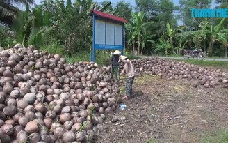 Dừa khô giá từ 5.000 – 10.000 đồng/chục không ai mua