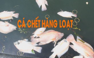 Dân lao đao vì cá chết hàng loạt trên sông ở Tam Kỳ