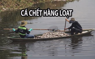 Cá lại chết hàng loạt ở hồ điều tiết Đà Nẵng sau cơn mưa lớn