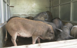 Thịt lợn tăng giá phi mã, dân buôn lậu đưa lợn “ngoại” lên thuyền vượt biên