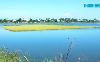Công an Quảng Ngãi ra đồng giúp dân thu hoạch lúa sau bão số 5