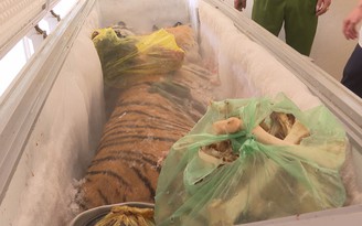 Cận cảnh con hổ đông lạnh nặng 160 kg trong nhà dân ở Hà Tĩnh