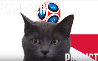 Những tiên tri mèo đấu nhau trong dự đoán trận Nhật Bản - Ba Lan
