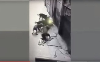 [VIDEO] Đàn chó dữ cắn chủ suýt chết ở Hà Nội