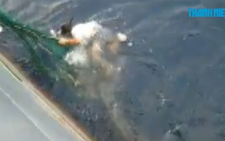 Giải cứu 'binh nhì' cá voi nặng cả chục tấn