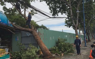 Cây xanh ngã đè tiệm bán chim ở Sài Gòn