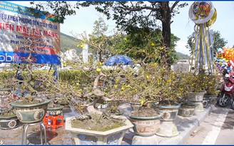 Đìu hiu chợ hoa Quy Nhơn ngày 30 tết