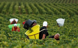 Biến đổi khí hậu ảnh hưởng đến sản xuất rượu vang Pháp