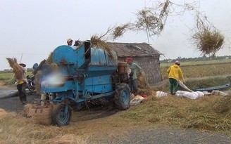 Người dân bán đảo Cà Mau cấp tập gặt lúa chạy bão số 16