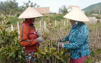 Thiên tai dồn dập, “vựa mai miền Trung” phải thấp thỏm chờ Tết