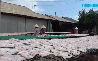 Làng khô vụ tết sản xuất gần 2 tấn cá lóc khô mỗi ngày