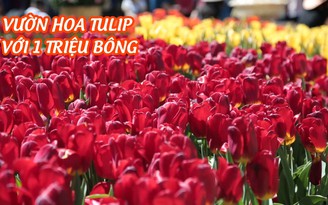 Ngỡ ngàng trước vườn hoa tulip lập kỷ lục Lễ hội hoa tulip lớn nhất Việt Nam