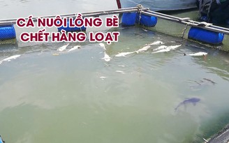 Vì sao cá nuôi lồng bè ở Long Sơn chết hàng loạt?