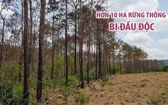 Hơn 10 ha rừng thông bị đầu độc, triệt hạ