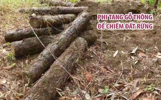 Đào hố phi tang hàng trăm lóng gỗ thông để chiếm đất rừng
