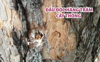 Lại một vụ đầu độc hàng trăm cây thông ở Lâm Đồng