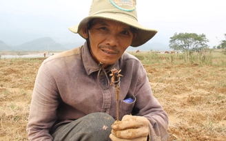 Mùa săn dế cơm dưới…lòng đất Mùa săn dế cơm dưới…lòng đất