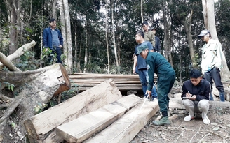 Cận cảnh đại công trường phá rừng tan hoang vì được địa phương “linh động“
