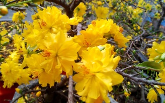 Cận cảnh mai vàng 20-49 cánh, được người dân Cần Thơ vô cùng yêu thích