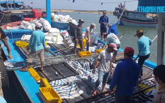 Ngư dân Phú Yên phấn khởi vì trúng đậm cá nục, lãi hàng trăm triệu đồng