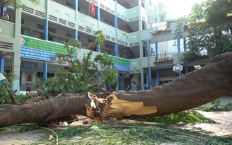1 học sinh tử vong, nhiều học sinh bị thương vì cây phượng trong trường bật gốc ngã
