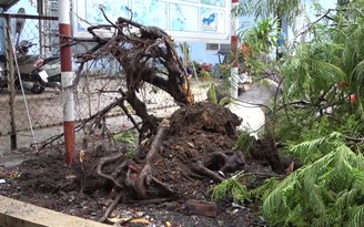 Lại một cây phượng bật gốc ngã đổ trong sân trường làm trúng 3 em học sinh