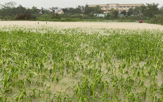 Thương nông dân Đà Nẵng tất tả thu hoạch rau trong "biển nước"