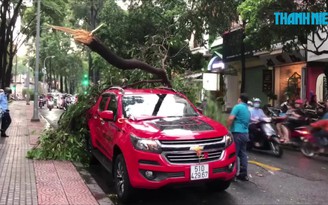 Hoảng vía vì nhánh cây “khủng” rơi đè ô tô trong cơn mưa lớn