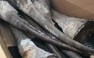 138kg sừng tê giác, 3,1tấn xương động vật núp bóng gỗ Nam Phi nhập khẩu vào Việt Nam