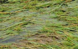 Nông dân trắng tay sau bão số 5 vì mưa lớn ngập nặng, lúa nảy mầm trong nước