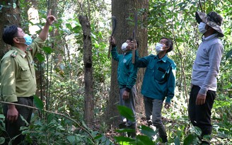 Người dân thôn Ruộng ở miền núi Quảng Trị: quy ước nhiều đời không được phá rừng