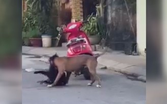 Xôn xao đoạn phim chó pitbull hung dữ cắn chó cỏ gây náo loạn, nhiều người khiếp sợ
