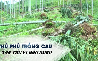 Xót xa vì bão Noru quật tan tác "thủ phủ trồng cau" ở Quảng Ngãi