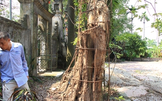Cận cảnh 'cây sưa trăm tỉ' ở chùa Vĩnh Phúc, Hà Nội