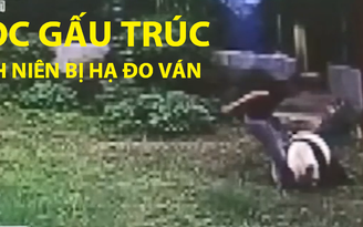 Chọc gấu trúc, thanh niên Trung Quốc bị hạ đo ván