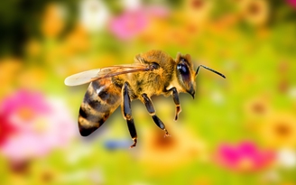 Mẹo vặt: Chữa, giảm sưng khi bị ong đốt