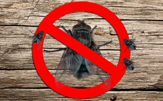 Mẹo vặt: 3 cách giúp bạn đuổi ruồi trong nhà hiệu quả