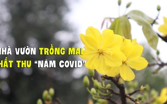 Chủ những vườn mai tiền tỉ đứng ngồi không yên