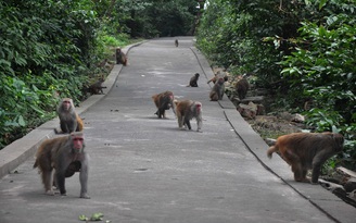 [VIDEO] Thăm đảo có ngàn con khỉ chết để cứu người giữa Bái Tử Long