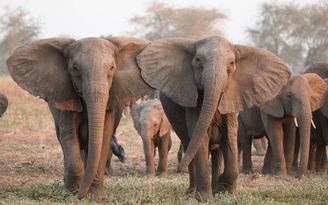 Nạn săn trộm can thiệp sự tiến hóa khiến voi không còn mọc ngà